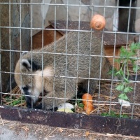 Yalta Zoo - un basm