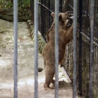 Yalta Zoo - un basm