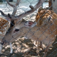 Yalta Zoo - un basm