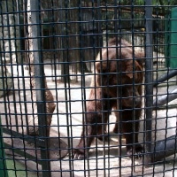 Yalta Zoo - un basm