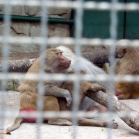 Yalta Zoo - un basm