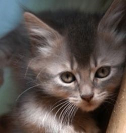 Закупорка стравоходу у кішок симптоми, лікування - все про котів і кішок з любов'ю