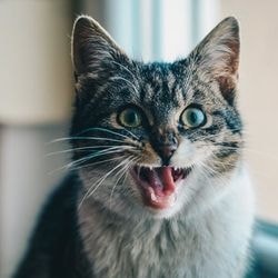 Ocluzia esofagului în simptomele pisicilor, tratamentul - totul despre pisici și pisici cu dragoste