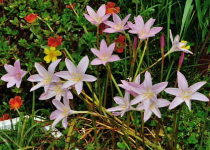 Zephyranthes la domiciliu - un început de plante