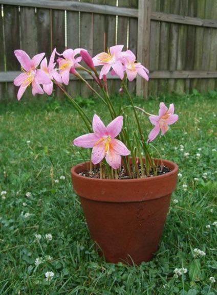 Zephyranthes la domiciliu - un început de plante