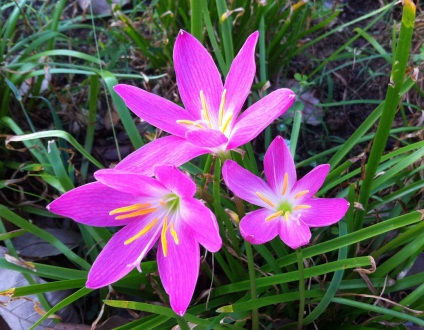 Zephyranthes la domiciliu - un început de plante