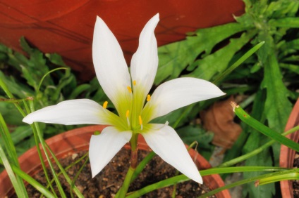 Zephyranthes la domiciliu - un început de plante