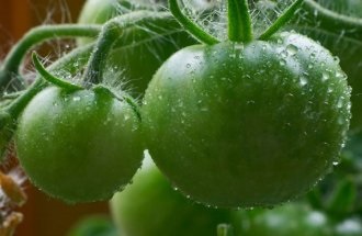 Зелені томати проти алергії