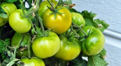 Зелені томати проти алергії