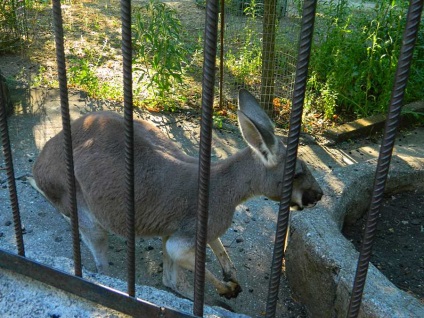 Gradina zoologica din basmul Yaltei