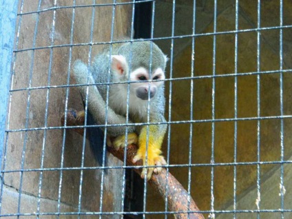 Gradina zoologica din basmul Yaltei