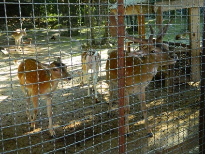 Gradina zoologica din basmul Yaltei