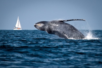 10 Цікавих фактів з життя китів, funfeel