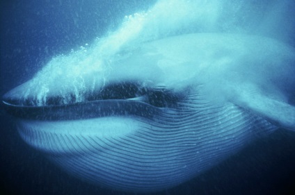 10 Цікавих фактів з життя китів, funfeel