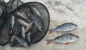 10 Secretele pescuitului cu coadă de succes »