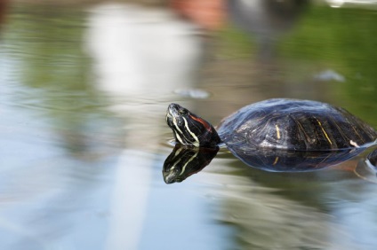 12 Неймовірних фактів, які приховують черепахи під своїм панциром