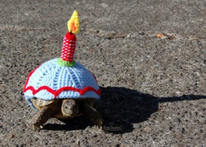 12 Неймовірних фактів, які приховують черепахи під своїм панциром