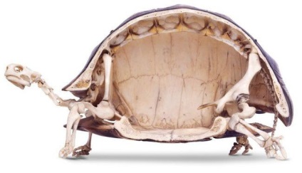 12 Fapte incredibile care ascund broaștele țestoase sub cochiliile lor