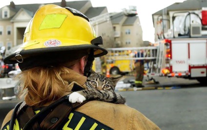 15 Pompierii își riscă viața pentru a salva animalele, vmzh