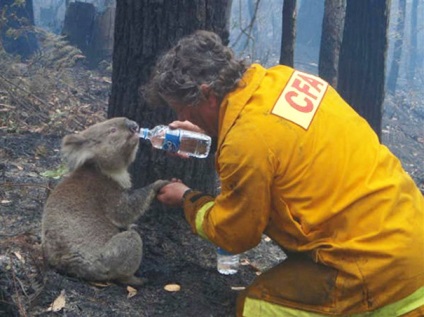 15 Пожежних, які ризикують своїм життям заради порятунку тварин, ВМЖ