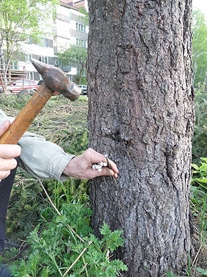 6 moduri de a lua brutale copaci pentru a da mai multe culturi