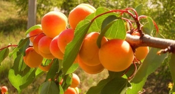 Descrierea de soiuri de soiuri, plantare, tăiere, boală