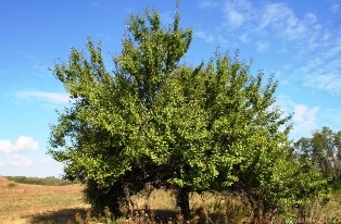 Caise - pomi fructiferi, sezon de vară