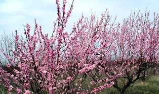 Caise - pomi fructiferi, sezon de vară