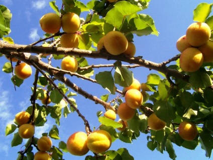 Caise - pomi fructiferi, sezon de vară