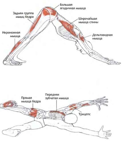 Adho mukha svanasana (câine cu fața în jos)