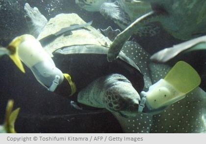 Aquaristics - o broască țestoasă este învățată să înoate cu aripioare artificiale