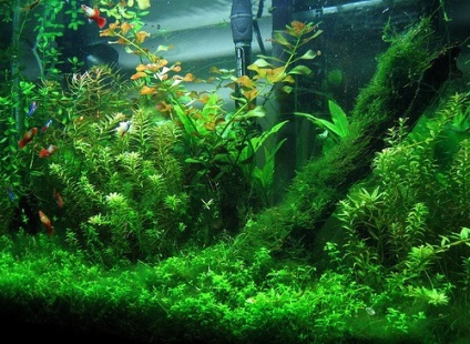 akváriumi növények