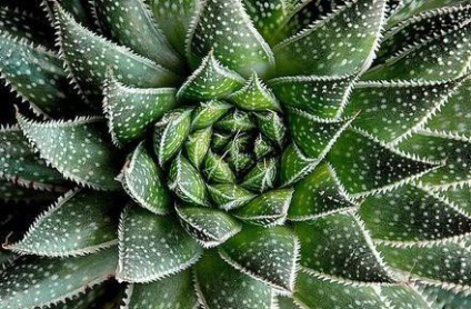 aloe aristata