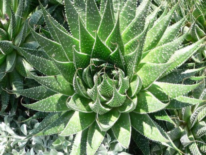 Aloe ostistoe