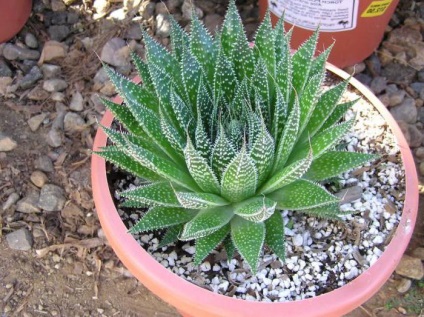 Aloe ostistoe