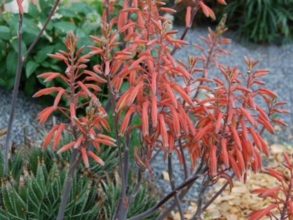 aloe aristata