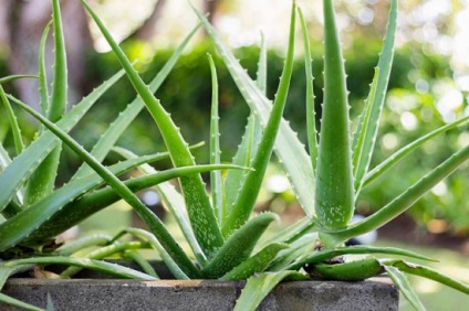 Cultivarea, îngrijirea și reproducerea de Aloe vera la domiciliu