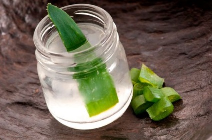 Cultivarea, îngrijirea și reproducerea de Aloe vera la domiciliu