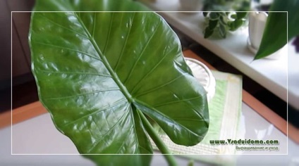 Alocasia (fotografie) cultivare și reproducere, un site despre o grădină, o reședință de vară și plante de casă