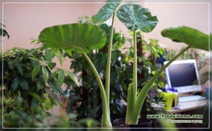 Alocasia (fotografie) cultivare și reproducere, un site despre o grădină, o reședință de vară și plante de casă