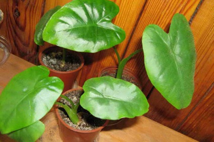 Alocasia reproducerea plantelor de îngrijire la domiciliu