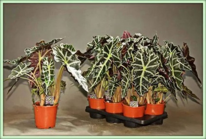 Алоказия догляд в домашніх умовах розмноження рослини