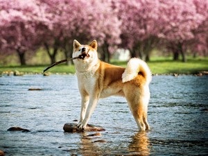 Americanul Akita Inu este un prieten adevărat și un excelent câine oficial