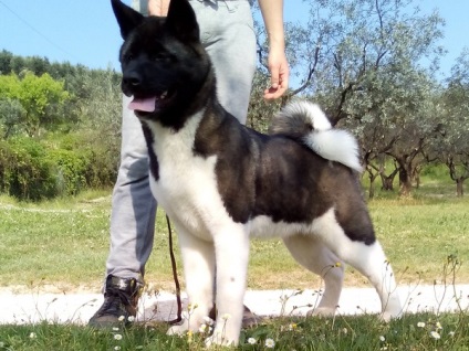 Americanul Akita Inu este un prieten adevărat și un excelent câine oficial