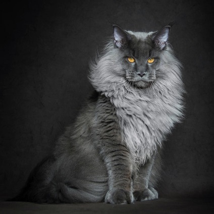 Американська єнотова кішка maine coon