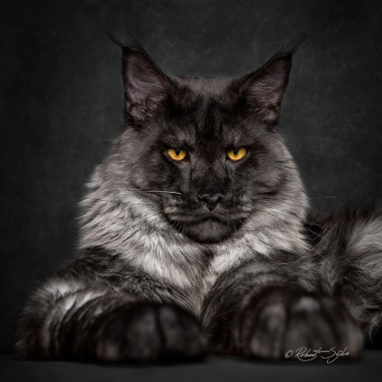 Американська єнотова кішка maine coon