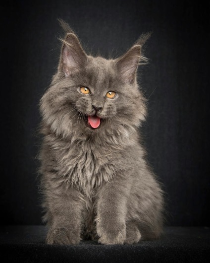 Американська єнотова кішка maine coon