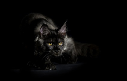 Американська єнотова кішка maine coon