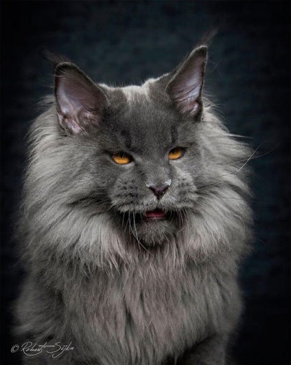 Американська єнотова кішка maine coon