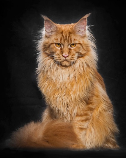 Американська єнотова кішка maine coon